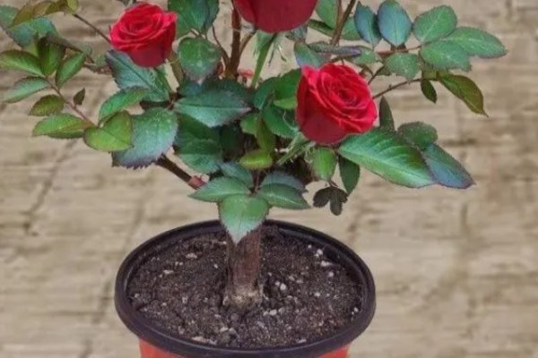玫瑰花怎么种植,选择肥沃且透气性良好的土壤种植