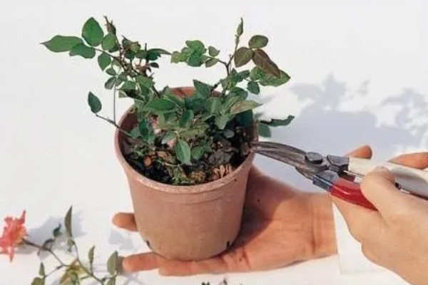 玫瑰花怎么种植,选择肥沃且透气性良好的土壤种植