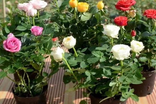 玫瑰花怎么种植,选择肥沃且透气性良好的土壤种植