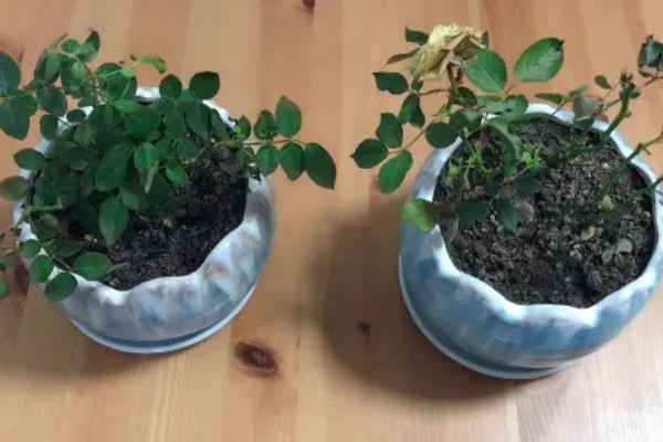 玫瑰花怎么种植,选择肥沃且透气性良好的土壤种植