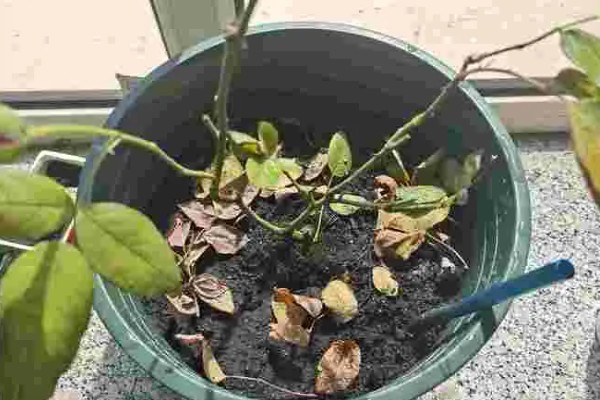 玫瑰花怎么种植,选择肥沃且透气性良好的土壤种植