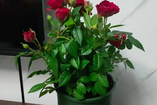 玫瑰花怎么种植,选择肥沃且透气性良好的土壤种植