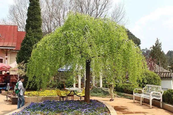 垂枝榆的修剪顺序，生长初期主要修剪主干上生长的幼苗