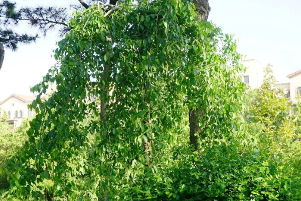 垂枝榆的修剪顺序，生长初期主要修剪主干上生长的幼苗