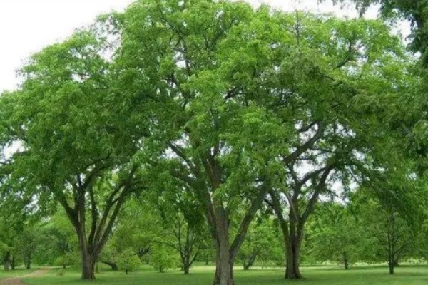 垂枝榆的修剪顺序，生长初期主要修剪主干上生长的幼苗