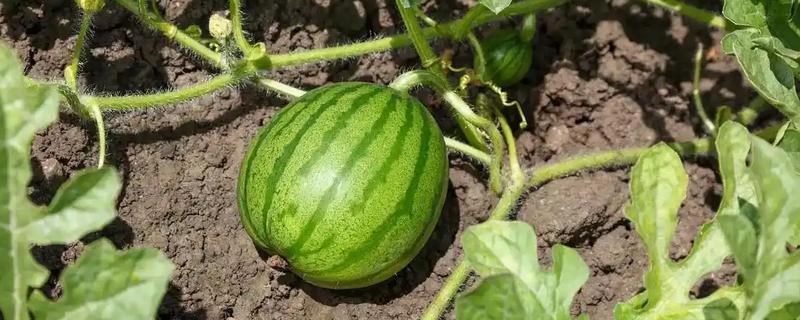 怎么管理西瓜藤蔓，长到5-6片真叶时进行倒藤