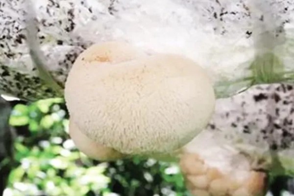 猴头菇的形态特点，其外形似猴子的头