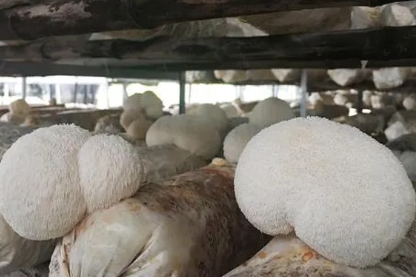 猴头菇的形态特点，其外形似猴子的头