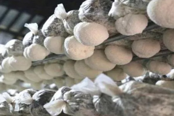 猴头菇的形态特点，其外形似猴子的头