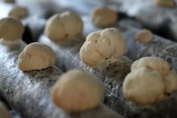 猴头菇的形态特点，其外形似猴子的头
