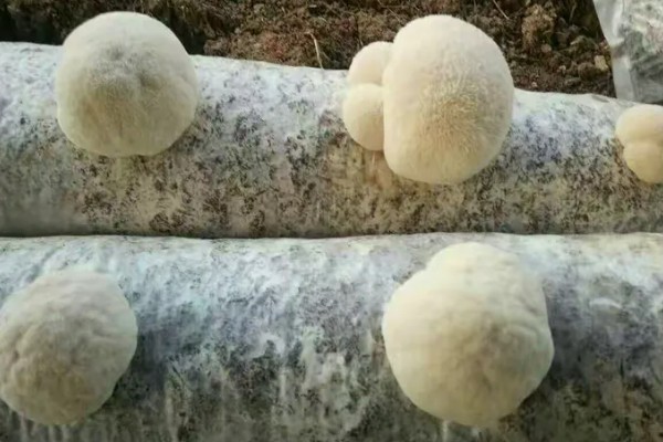 猴头菇的形态特点，其外形似猴子的头