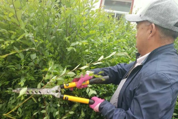 垂枝榆的修剪顺序，生长初期主要修剪主干上生长的幼苗