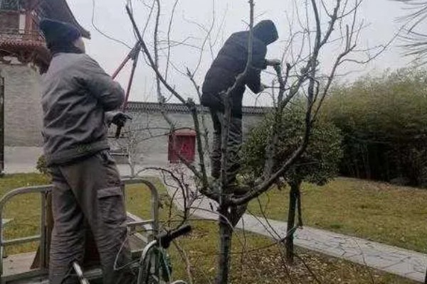 垂枝榆的修剪顺序，生长初期主要修剪主干上生长的幼苗