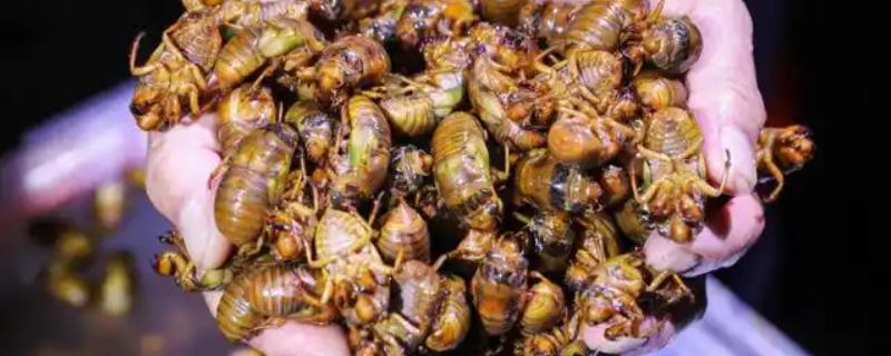 蝉能人工养殖吗，蝉可以人工养殖