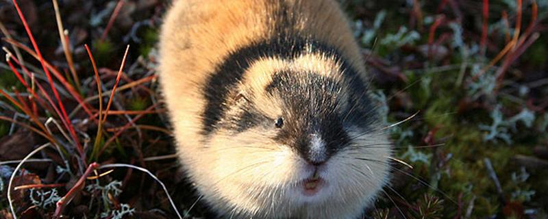 为什么旅鼠集体跳海，可能是种群数量的增加所致