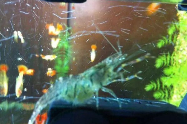 小虾吃什么,会吃浮游生物