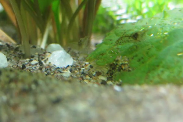 小虾吃什么,会吃浮游生物