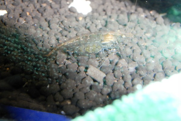 小虾吃什么,会吃浮游生物