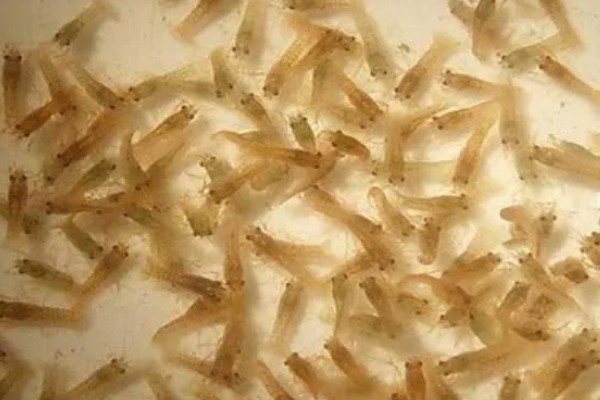 小虾吃什么,会吃浮游生物