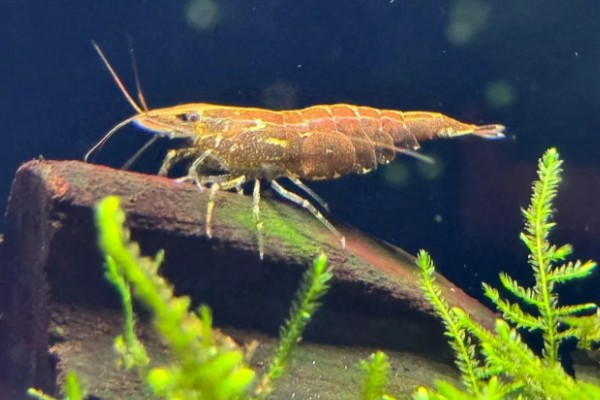 小虾吃什么,会吃浮游生物