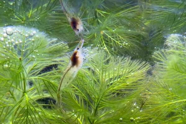 小虾吃什么,会吃浮游生物