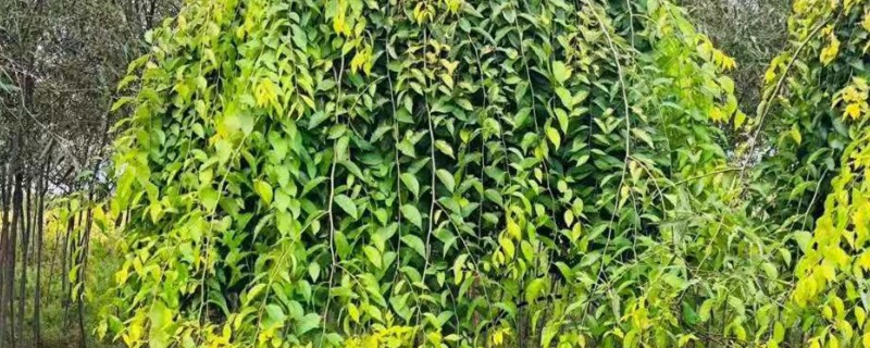 垂枝榆的修剪顺序，生长初期主要修剪主干上生长的幼苗