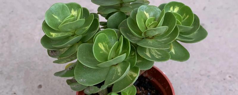 金钱木可以在室内养吗，适合室内养殖