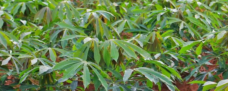 木薯的种植时间，可以在2-4月份的时候种植