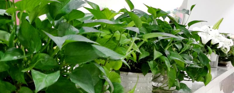 办公室适合摆放哪些绿植,推荐绿萝、发财树等