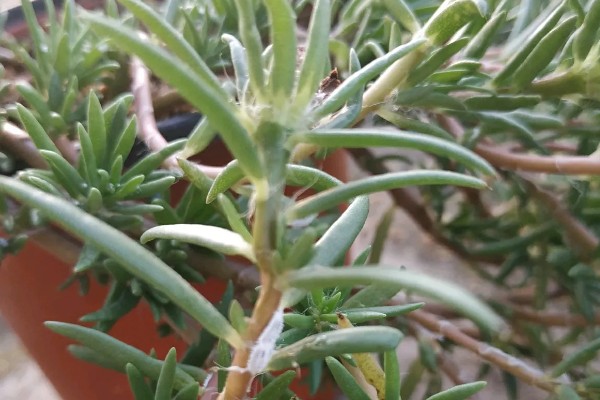 太阳花为什么出现白色虫子，一般是感染了蚧壳虫