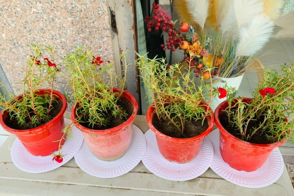 太阳花为什么出现白色虫子，一般是感染了蚧壳虫