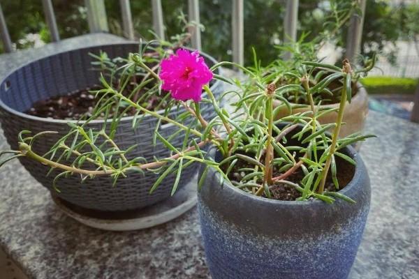 太阳花为什么出现白色虫子，一般是感染了蚧壳虫