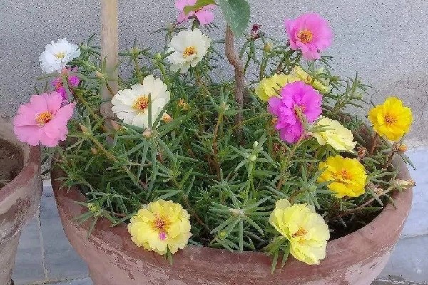 太阳花为什么出现白色虫子，一般是感染了蚧壳虫