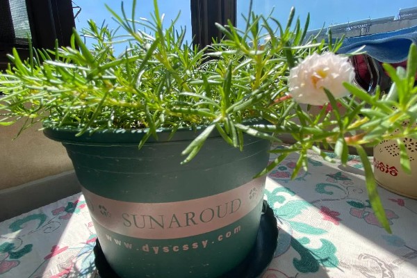 太阳花为什么出现白色虫子，一般是感染了蚧壳虫