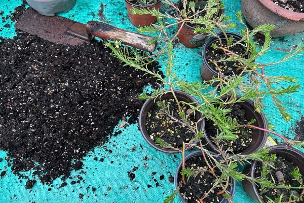 太阳花为什么出现白色虫子，一般是感染了蚧壳虫