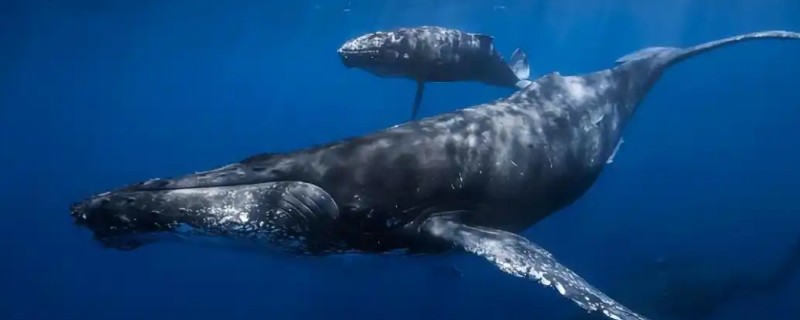 蓝鲸的眼睛在什么位置，在头部的两侧相对靠前的地方