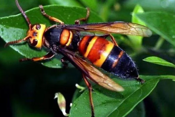 黄斑细脚胡蜂的简介，属于常见的中小型胡蜂