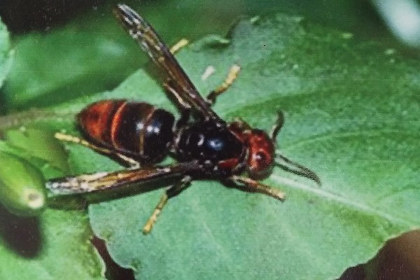 黄斑细脚胡蜂的简介，属于常见的中小型胡蜂