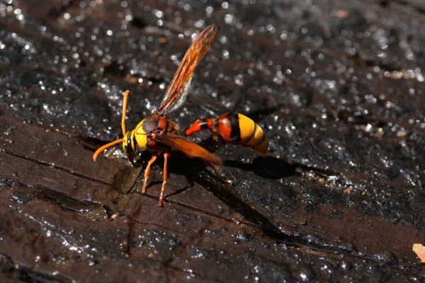 黄斑细脚胡蜂的简介，属于常见的中小型胡蜂