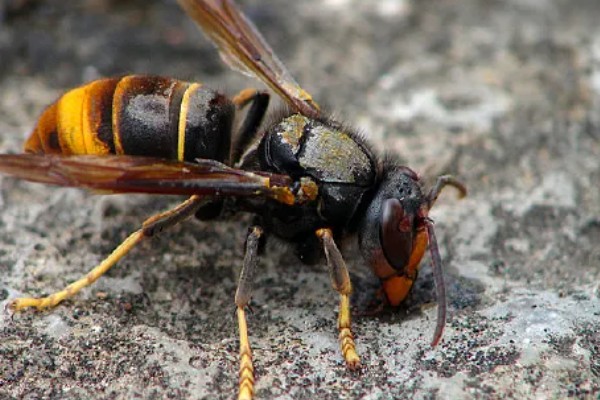 黄斑细脚胡蜂的简介，属于常见的中小型胡蜂