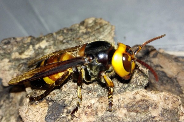 黄斑细脚胡蜂的简介，属于常见的中小型胡蜂