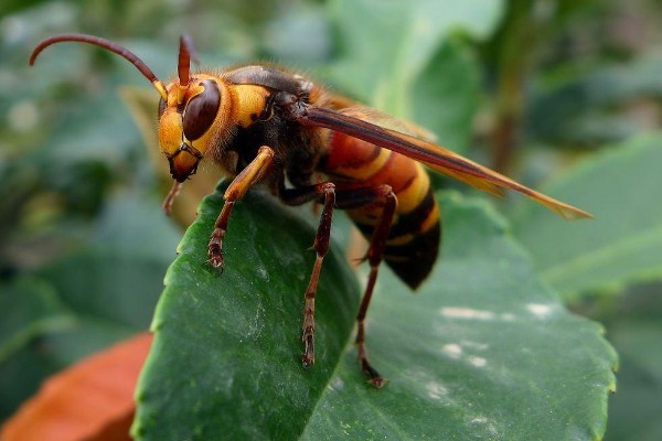 黄斑细脚胡蜂的简介，属于常见的中小型胡蜂