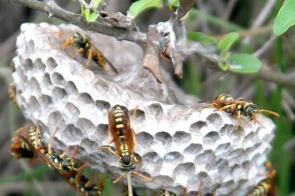 黄斑细脚胡蜂的简介，属于常见的中小型胡蜂