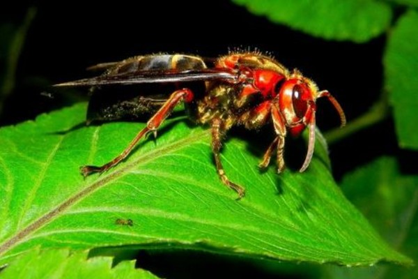 黄斑细脚胡蜂的简介，属于常见的中小型胡蜂