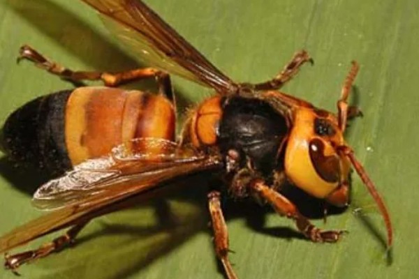 黄斑细脚胡蜂的简介，属于常见的中小型胡蜂