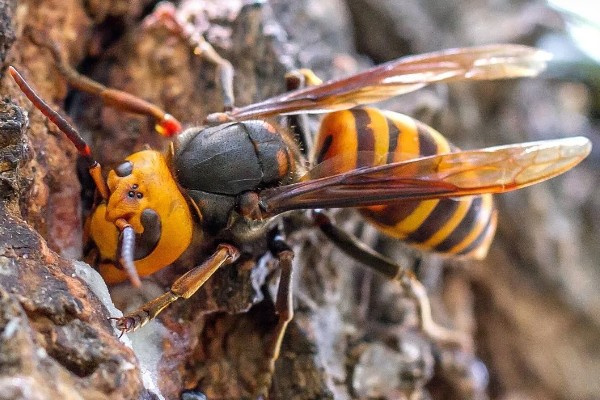 黄斑细脚胡蜂的简介，属于常见的中小型胡蜂