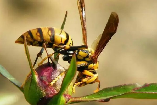 黄斑细脚胡蜂的简介，属于常见的中小型胡蜂