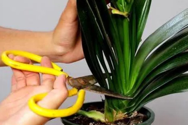 君子兰叶子冻软了还有没有救，还有救