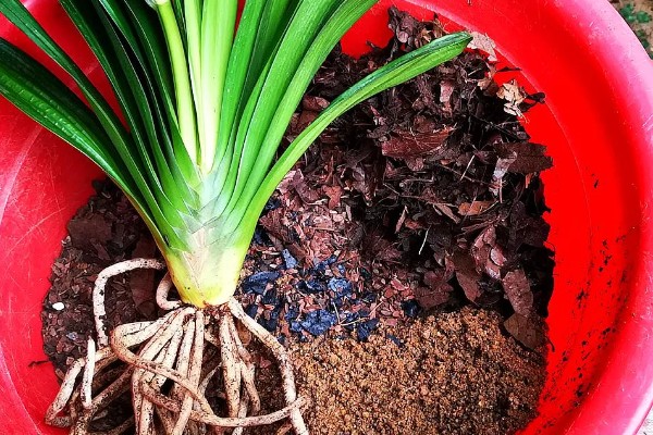 君子兰叶子冻软了还有没有救，还有救