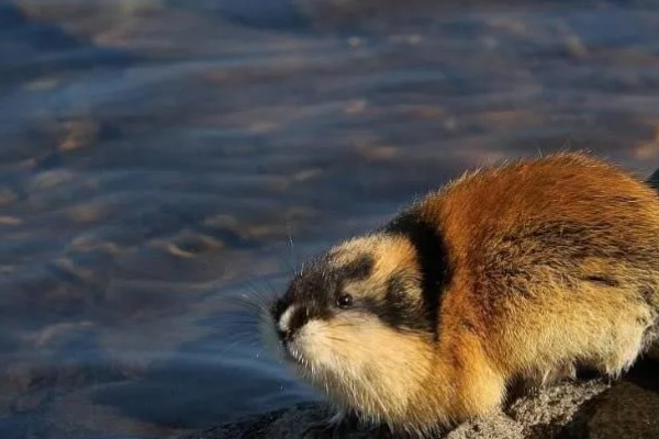 为什么旅鼠集体跳海，可能是种群数量的增加所致